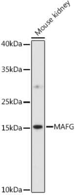 Western Blot: MafG AntibodyAzide and BSA Free [NBP3-04466]